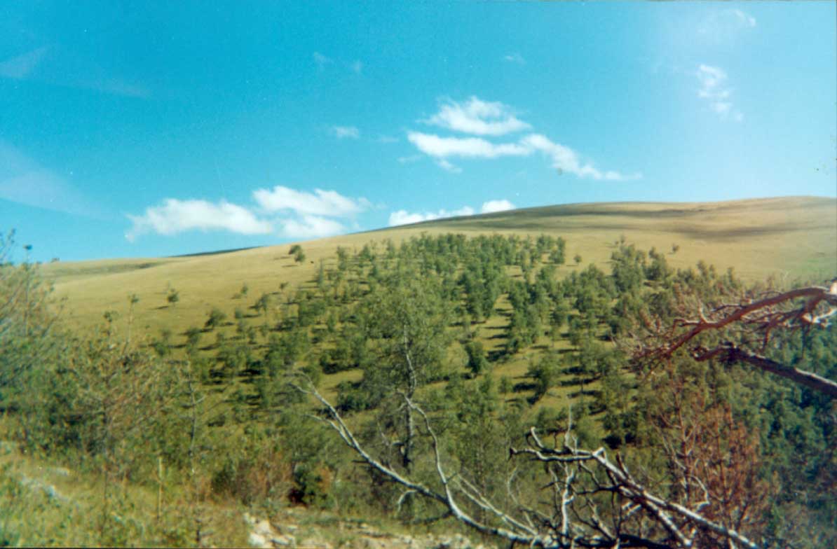 Гора Коровий Бугор